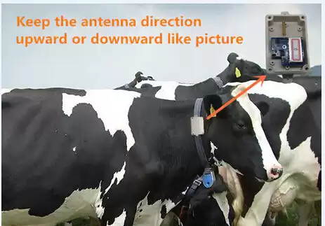 Kuh-Schrittzähler Kuh-Schrittzähler